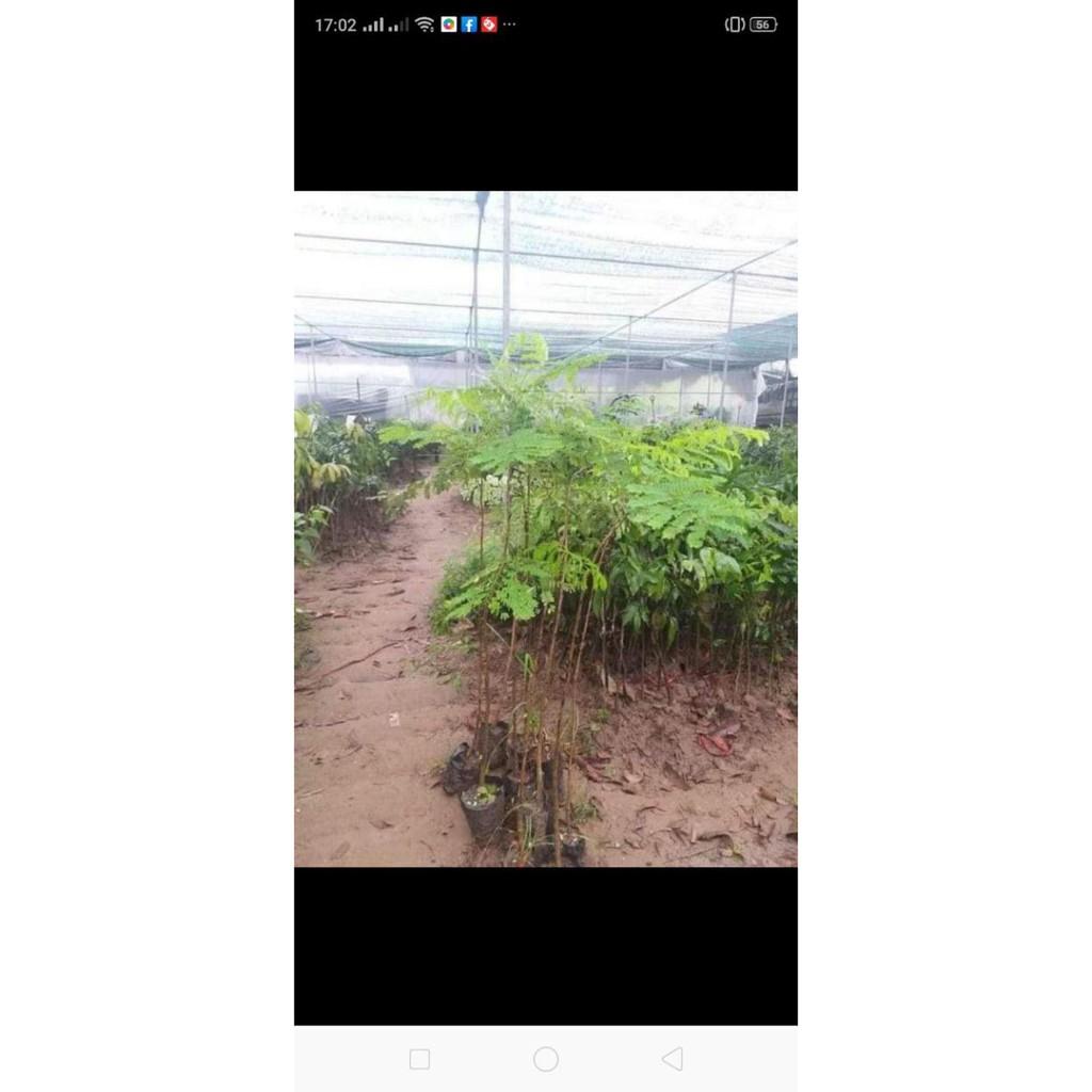 Cây Phượng Tím ..8 tháng cây ra hoa