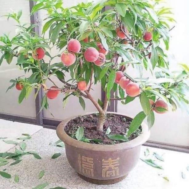 Sản phẩm CÂY GIỐNG ĐÀO TIÊN JAPAN