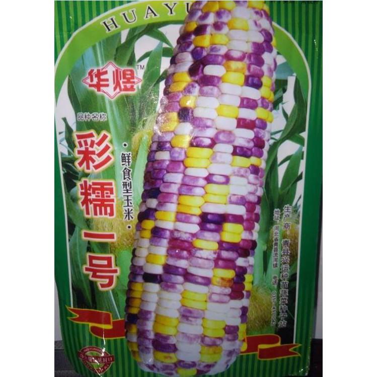 Hạt giống ngô ngũ sắc 30 hạt/gói