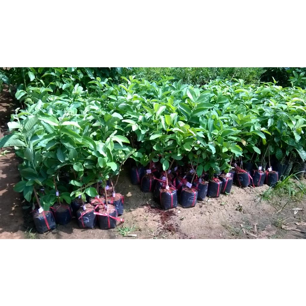 4 KG QUẢ ỔI SẺ RỪNG.