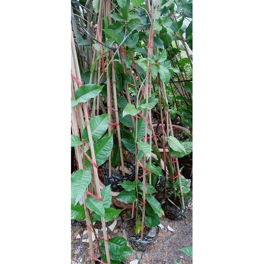 Cây Mai Xanh Hàng Đẹp