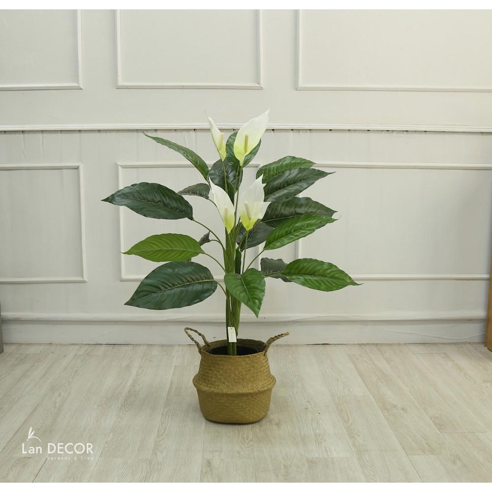 CÂY LAN Ý GIẢ - LANDECOR