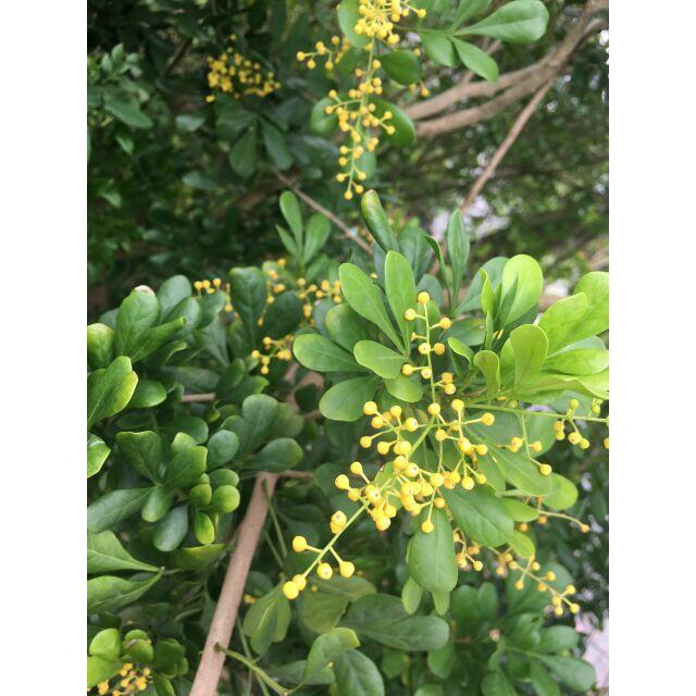 Cây giống hoa ngâu vàng tạo hình tháp