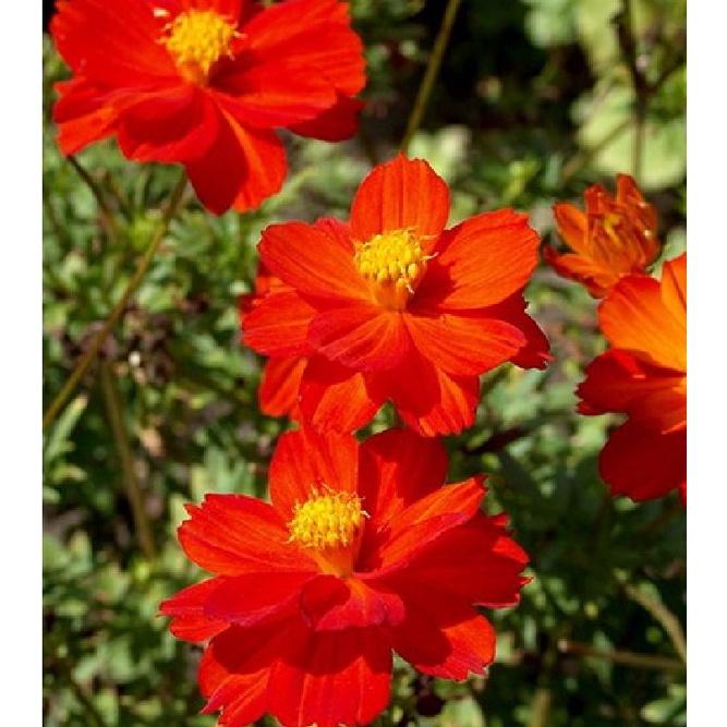 Hạt giống hoa cúc sao nháy màu đỏ,hạt giống chất lượng cao -1 gói 100 hạt