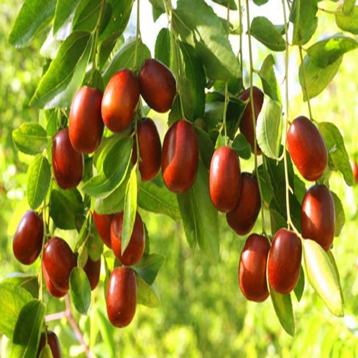 CÂY GIỐNG TÁO ĐỎ TÂN CƯƠNG, CHO QUẢ SƠM