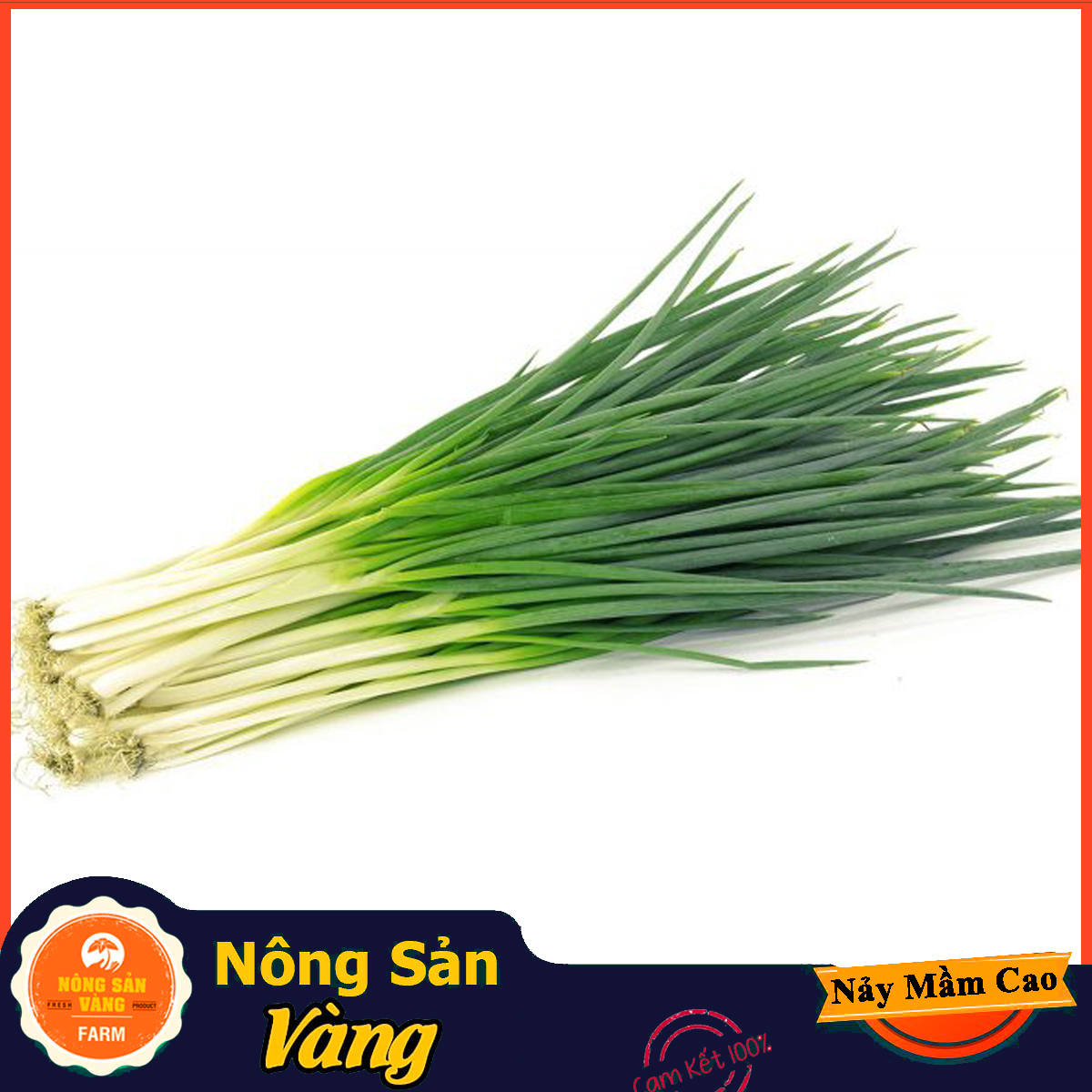 Hạt giống Hành Lá ( Gói 1 Gram ) - Nông Sản Vàng