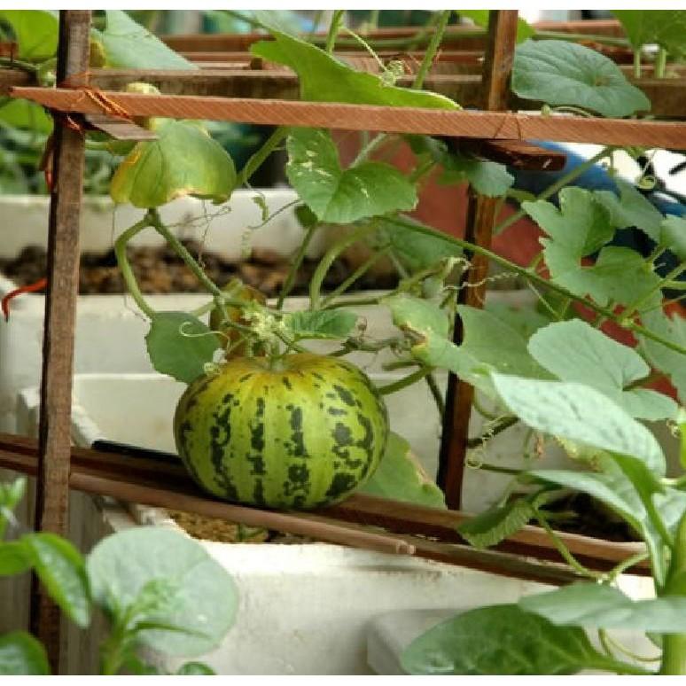 Hạt giống dưa bở quả tròn giống F1 năng suất cực cao 30 hạt/gói