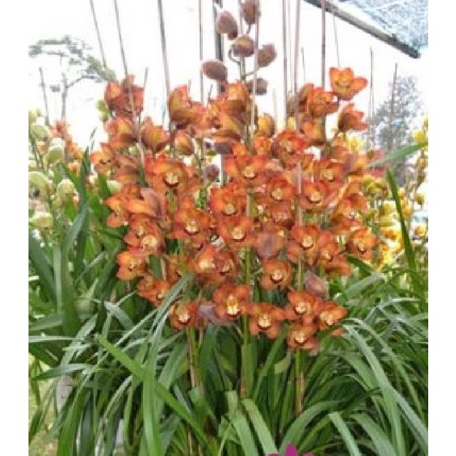 Củ giống hoa địa lan santo hoa màu đỏ - 1 củ