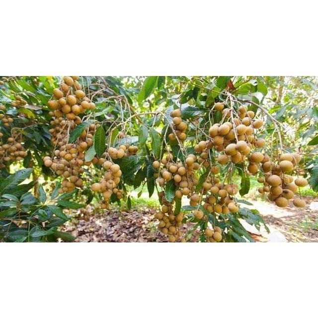 Cây giống Nhãn Hương Chi. .