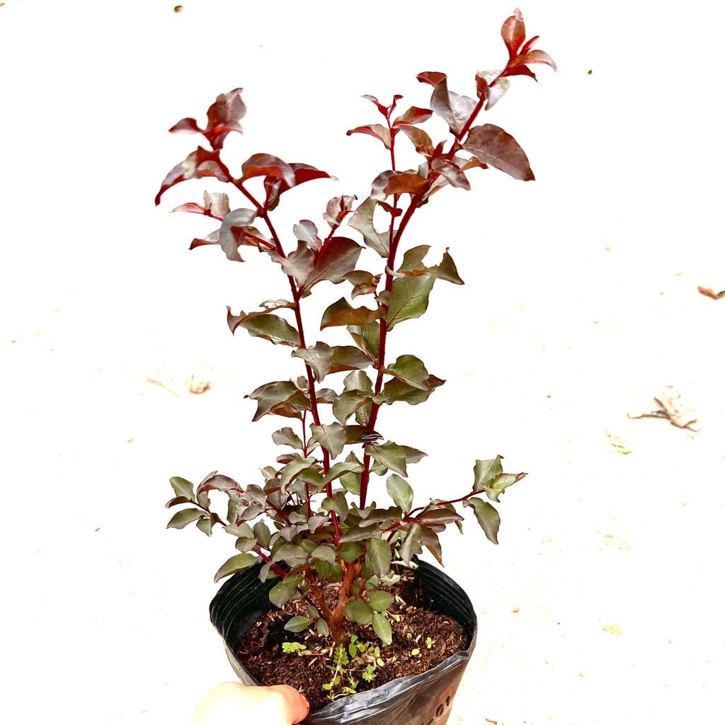 Cây tường vi đỏ huyết long cao 30-40cm .