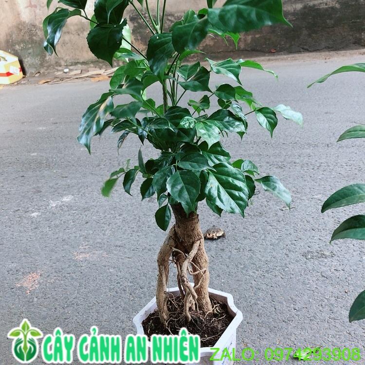 Cây Hạnh Phúc Bonsai