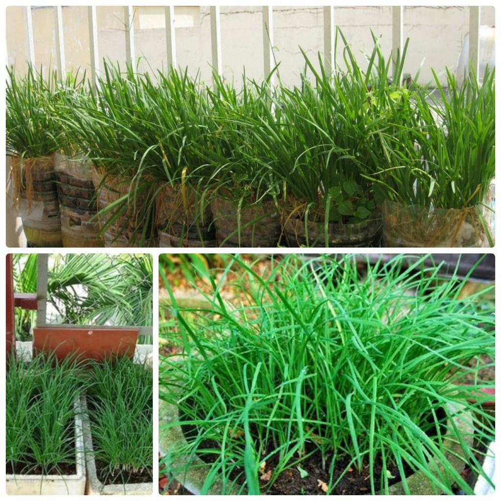 Hạt giống Rau Hẹ Ta Ăn Lá - 2gram/gói