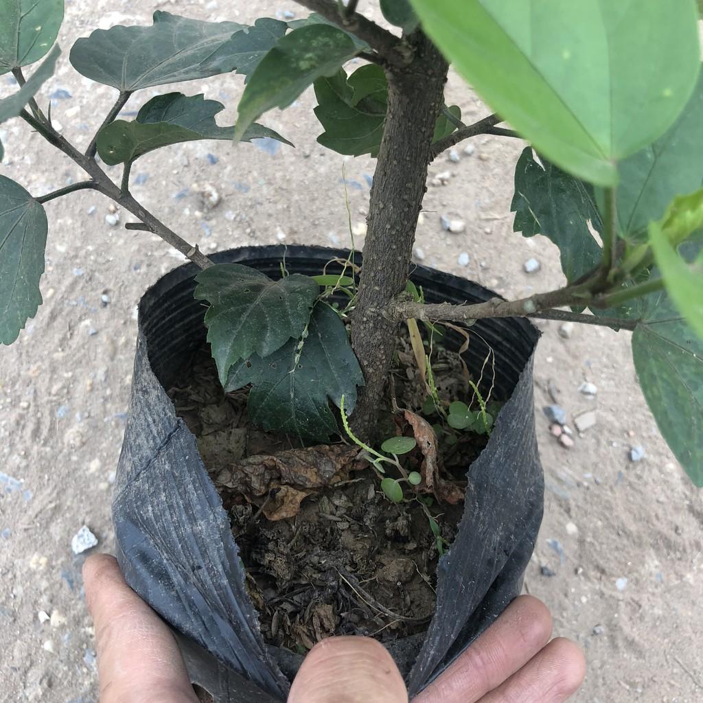 Cây dâm bụt thái hoa đỏ, chiều cao 30-35cm thân gốc to cây tán sum suê đẹp thích hợp trang trí sân vườn
