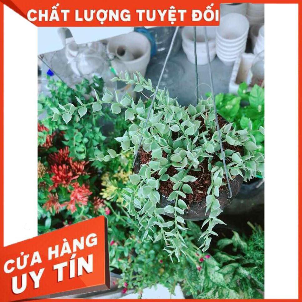 Chậu cây lá tim cẩm thạch Nhiều Người Mua