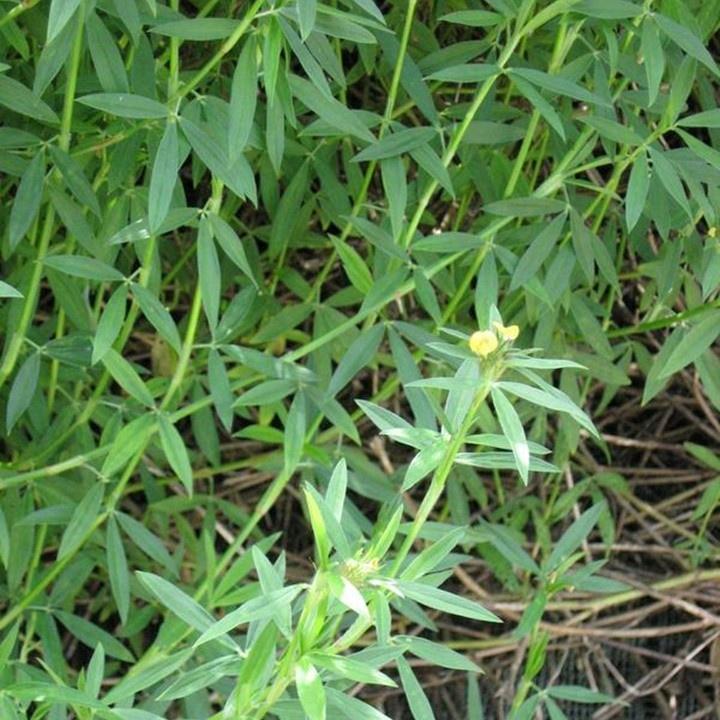 Hạt Giống Cỏ Chăn Nuôi Stylo  KNS3738 - Gói 50gram