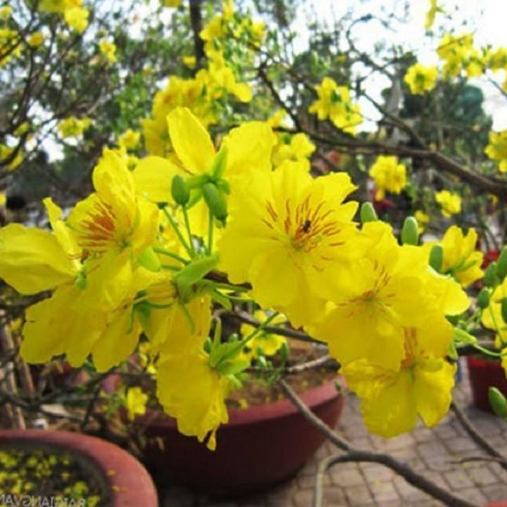 MAI ĐƠN VÀNG