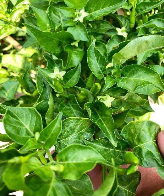 Cây Ớt Hiểm