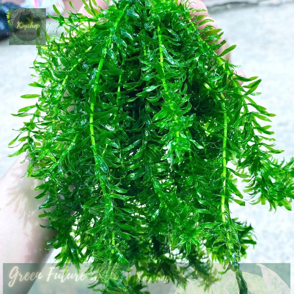 Bể cá mini 35x20x23 cm để bàn kính đúc