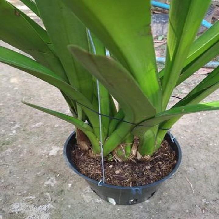Hoa phong lan kiếm vàng +Tặng 2 cây chanh leo