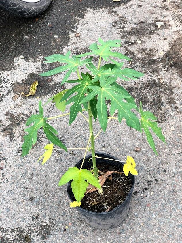 (HÀNG MỚI VỀ) Cây Đu Đủ lùn cho trái sau 6 tháng trồng