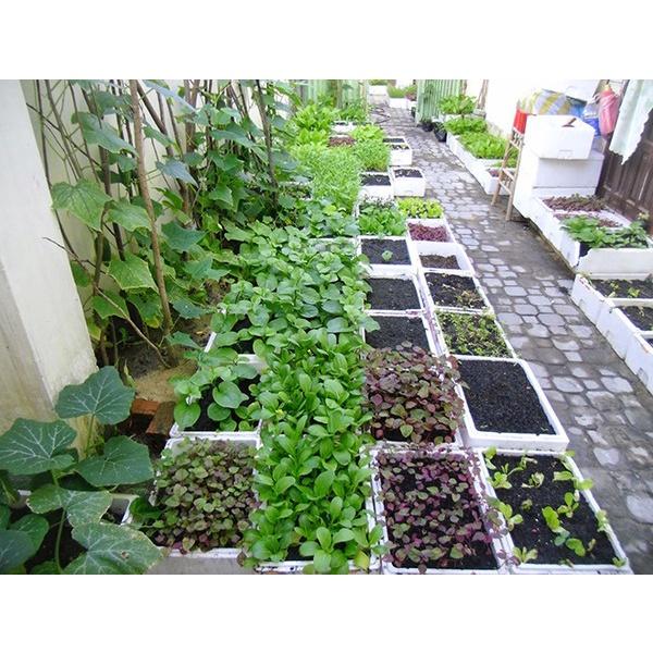 Đất trồng cây hữu cơ giàu chất dinh dưỡng viên nén sơ dừa cải tạo đất tơi xốp, làm giá thể hoa cây cảnh rau củ quả