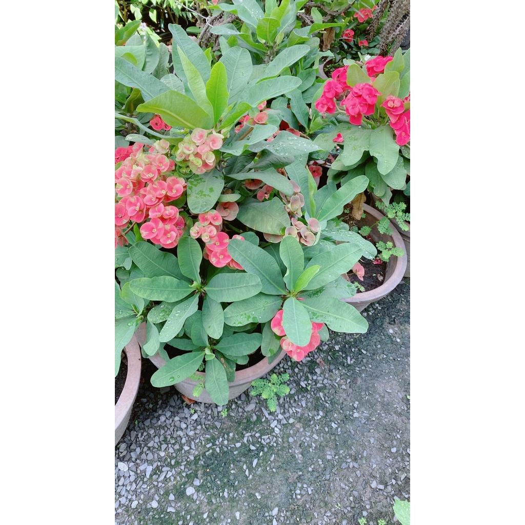 Chậu Xương Rồng Bát Tiên Lớn