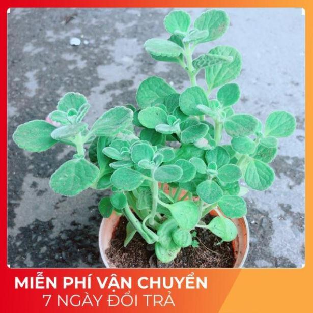 Nhất Mạt Hương  kèm chậu sứ