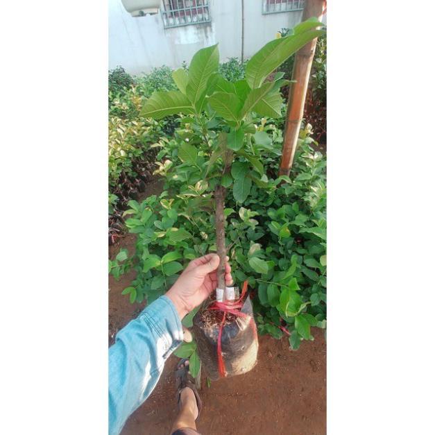 Cây Ổi Nữ Hoàng