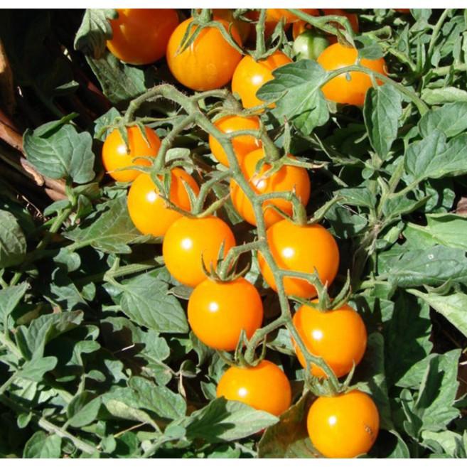 30 hạt cà chua bi vàng leo siêu quả