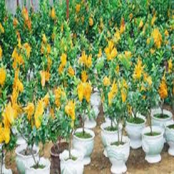 CÂY GIỐNG PHẬT THỦ SIÊU QUẢ SIÊU KINH TẾ-CAM KẾT GIỐNG CHUẨN F1 - CGCPTSQSKT