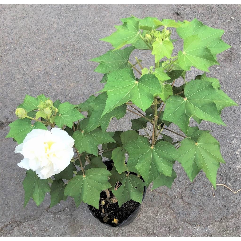 Chậu cây hoa Phù Dung cao 70 - 90 cm
