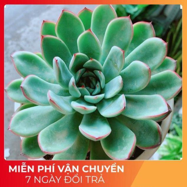 Sen Đá Viền Hồng Size Đại 13cm