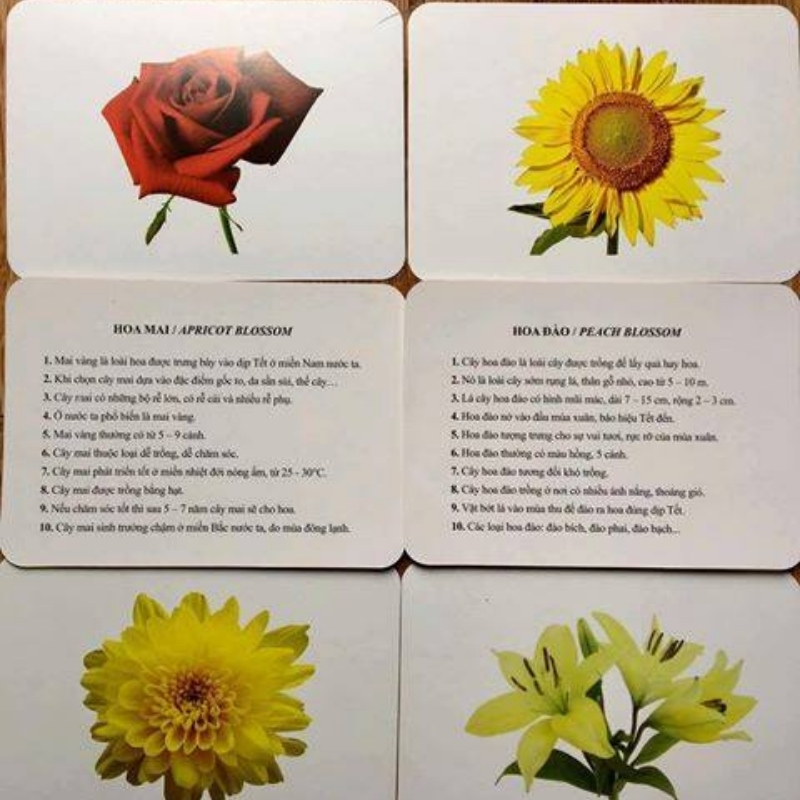 Thẻ  FlashCard Glenn Doman Cho Bé  - Bộ 100  Thẻ Thế Giới Xung Quanh