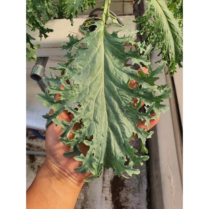 Hạt giống cải kale rong biển mỹ f1