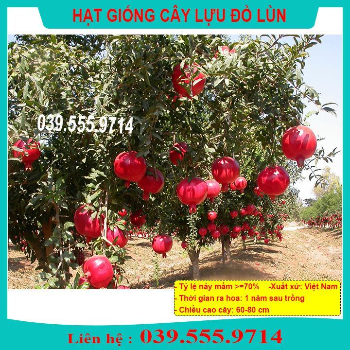 HẠT GIỐNG CÂY LỰU LÙN ĐỎ DỄ TRỒNG, DỄ CHĂM