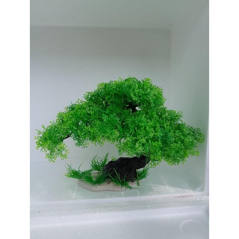 Bonsai bể cá cảnh - cây trang trí hòn non bộ tiểu canh-cây để bàn