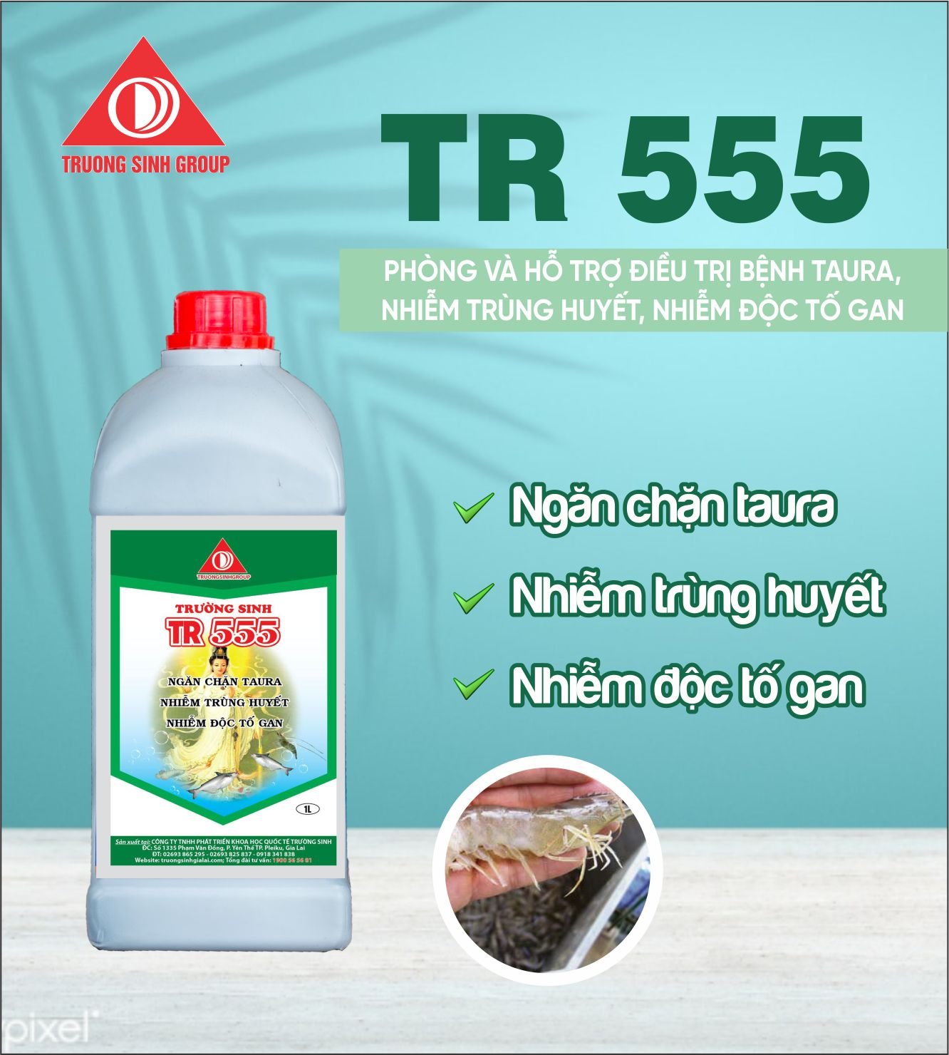 TR555 - Ngừa bệnh Taura