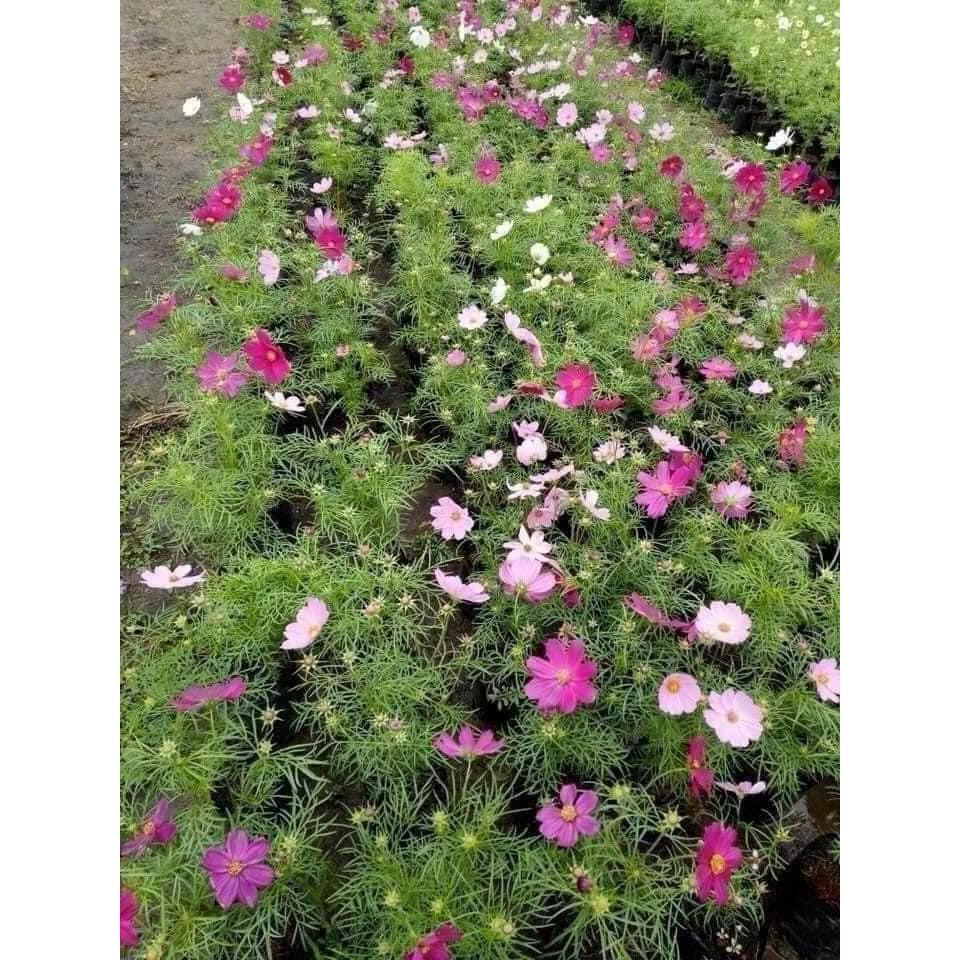 GÓI 0.2G HẠT GIỐNG HOA SAO NHÁI NỞ SIÊU ĐẸP
