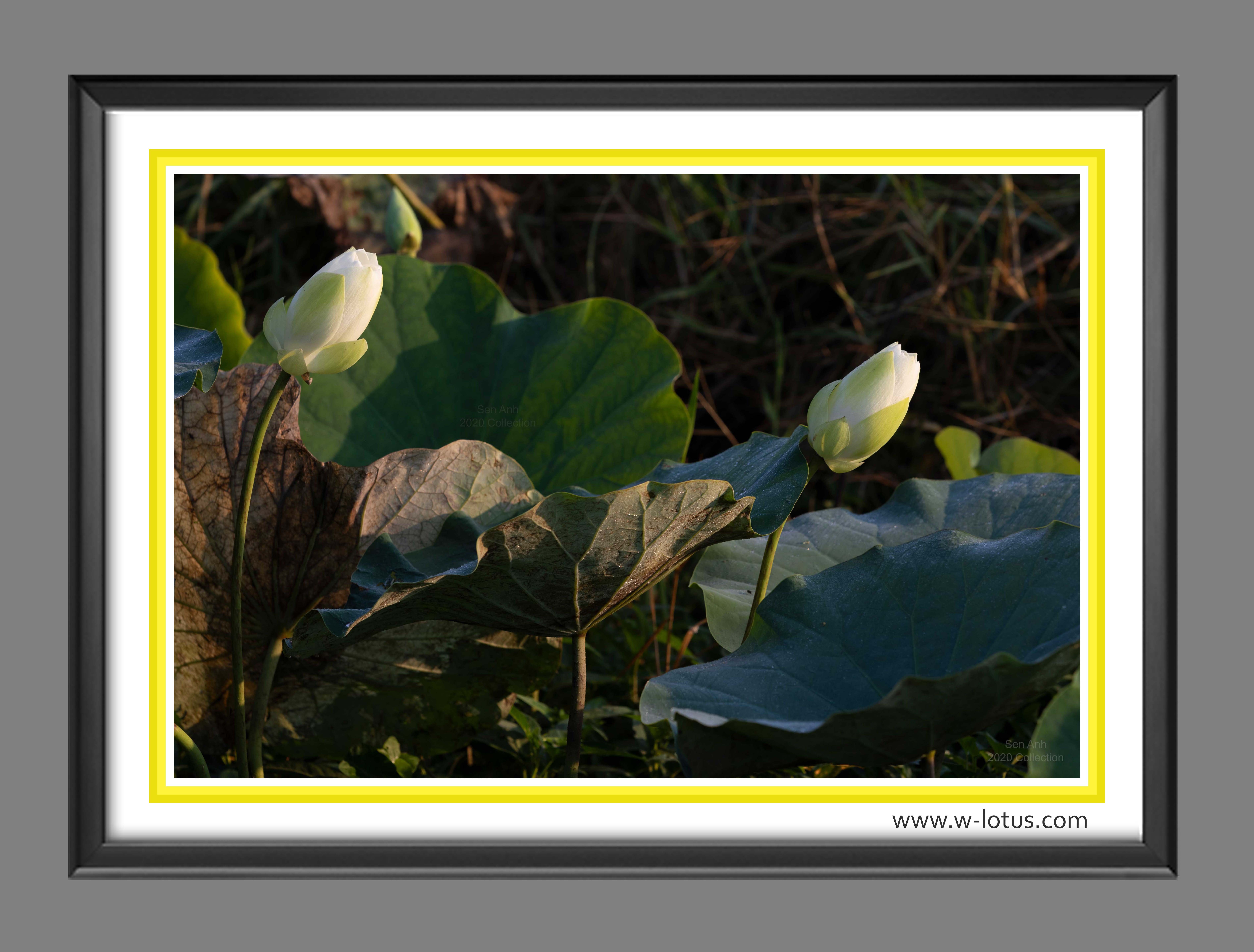 Tranh canvas hoa Sen treo phòng khách ST-00544