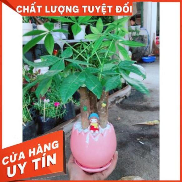 Chậu kim ngân ba thân mix cô bé mùa đông