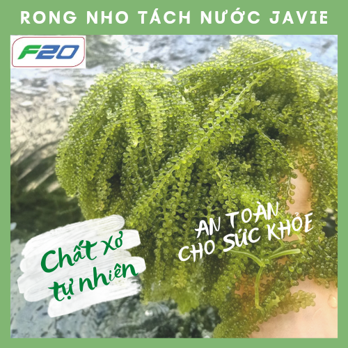 Hộp rong nho tách nước JAVIE 200gr ngon tuyệt