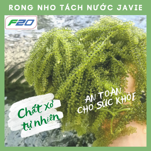 Hộp rong nho tách nước JAVIE 200gr (4 gói x 50gr) ngon tuyệt