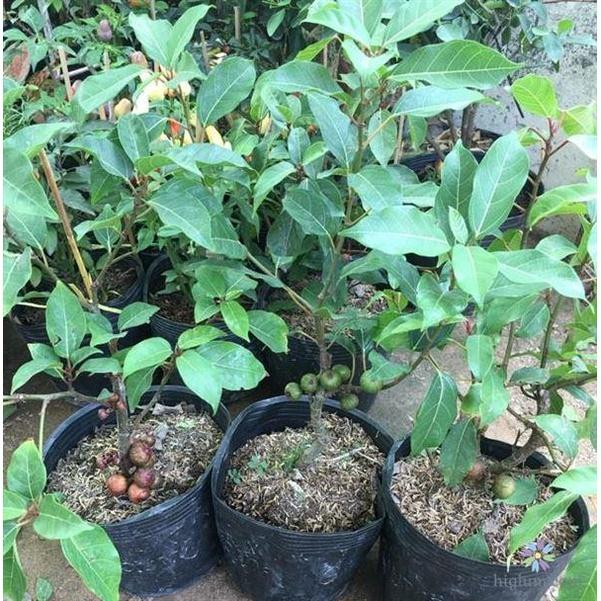 Cây sung nếp ta, lấy quả, lá,làm phôi kiểng siêu trái-cây giống