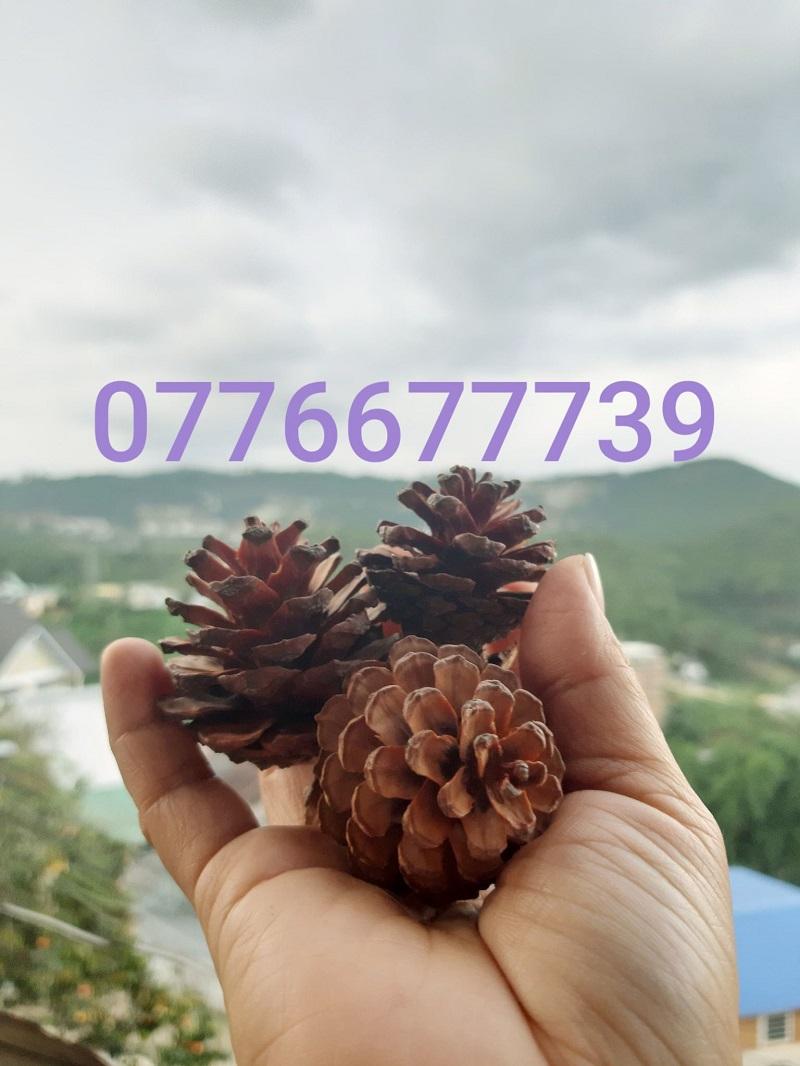 Quả thông khô phụ kiện trang trí giáng sinh
