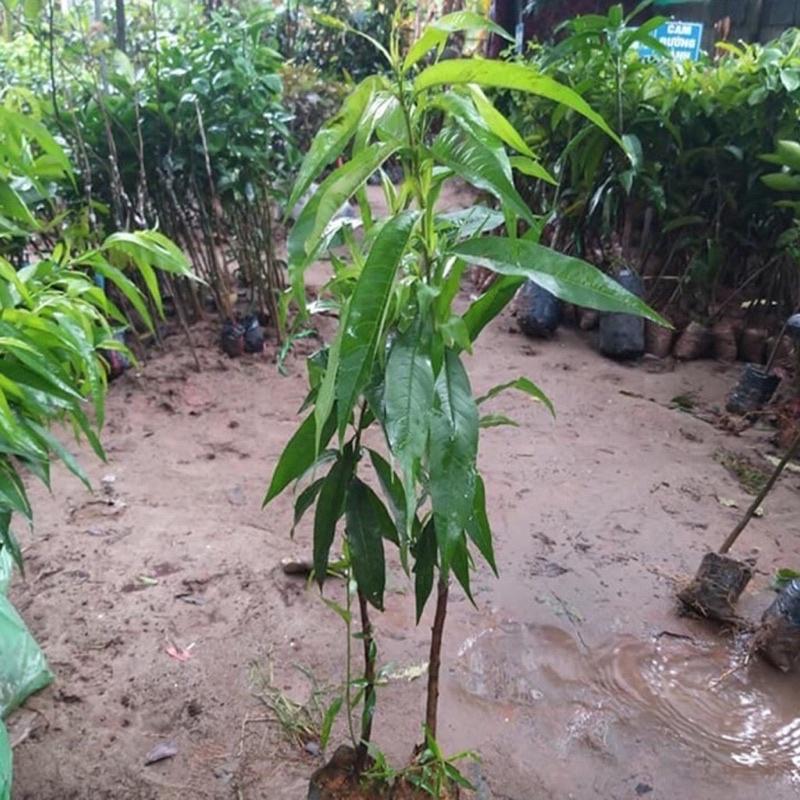 Cây đào tiên Nhật Bản 1 năm ra quả