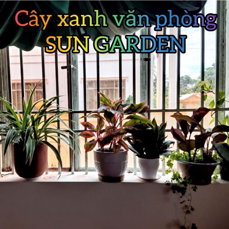 Cây kiểng lá đuôi phụng trang trí