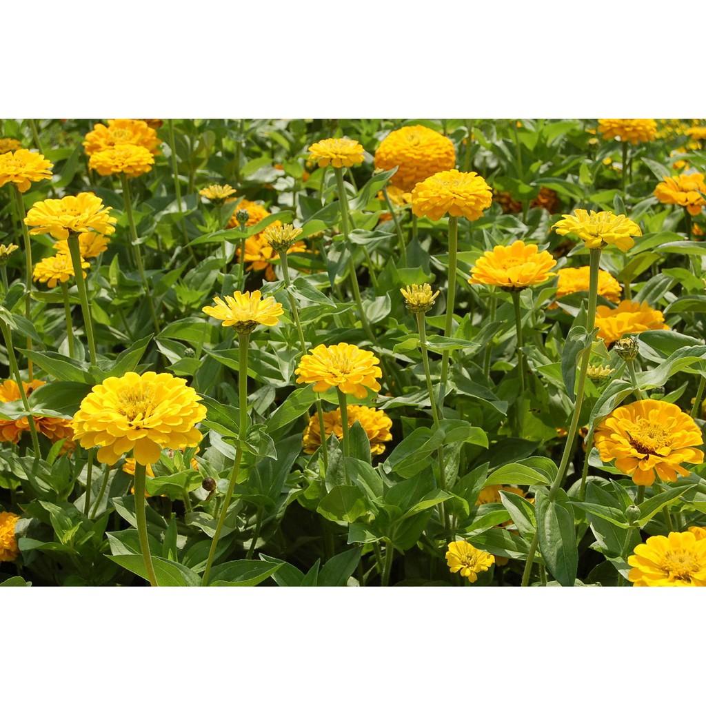 Hạt Giống Hoa Cúc Lá Nhám Vàng Chanh