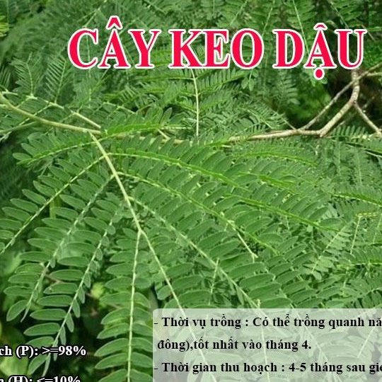 HẠT GIỐNG KEO DẬU - Thức Ăn Chăn Nuôi - Hạt Giống Cỏ Chăn Nuôi - Cỏ Nuôi Trâu,Bò,Dê...