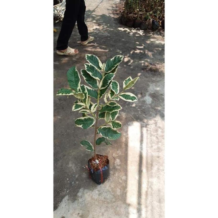 Sản phẩm ỔI CẨM THẠCH