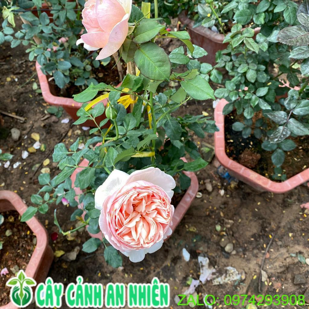 Chậu Cây Hoa Hồng Leo